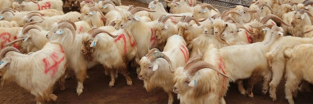 Cashmere sweater manufacturer, sourced from Mongolian sheep
