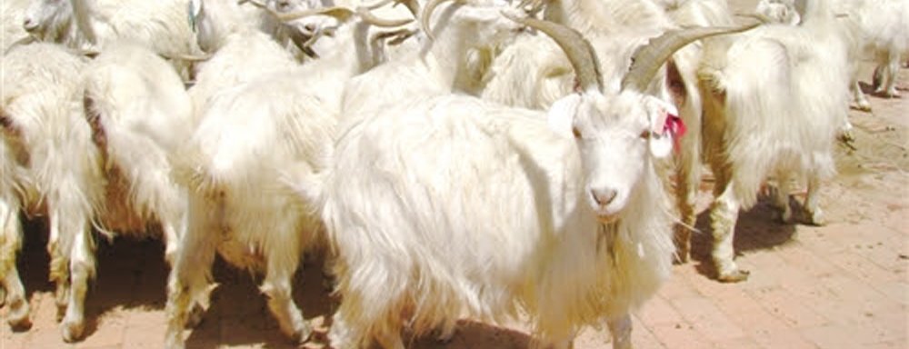 Cashmere Sweater Supplier - Premium Cashmere