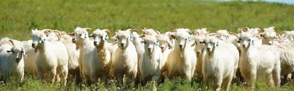 Jingshang Custom Cashmere Coat Factory Source