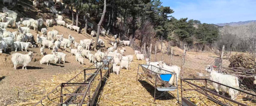 Custom Cashmere Scarf Source