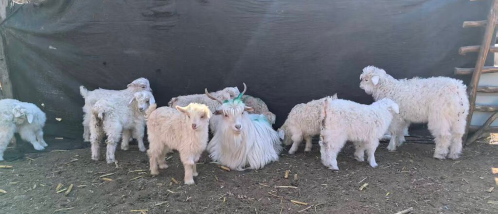 Jingshang uses Premium Inner Mongolia Cashmere