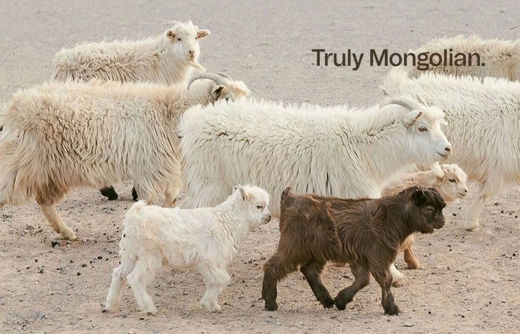 Premium Inner Mongolia Cashmere