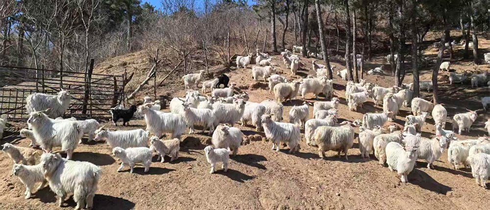 Cashmere Clothing Manufacturer - Cashmere Source