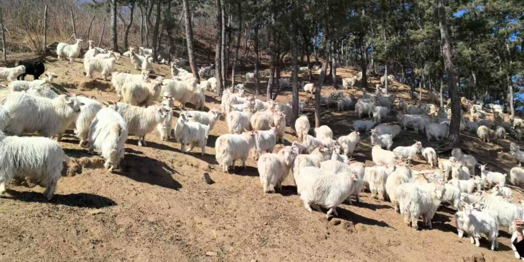Cashmere Raw Material