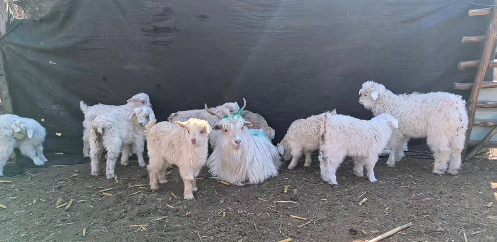 Source of Cashmere Yarn
