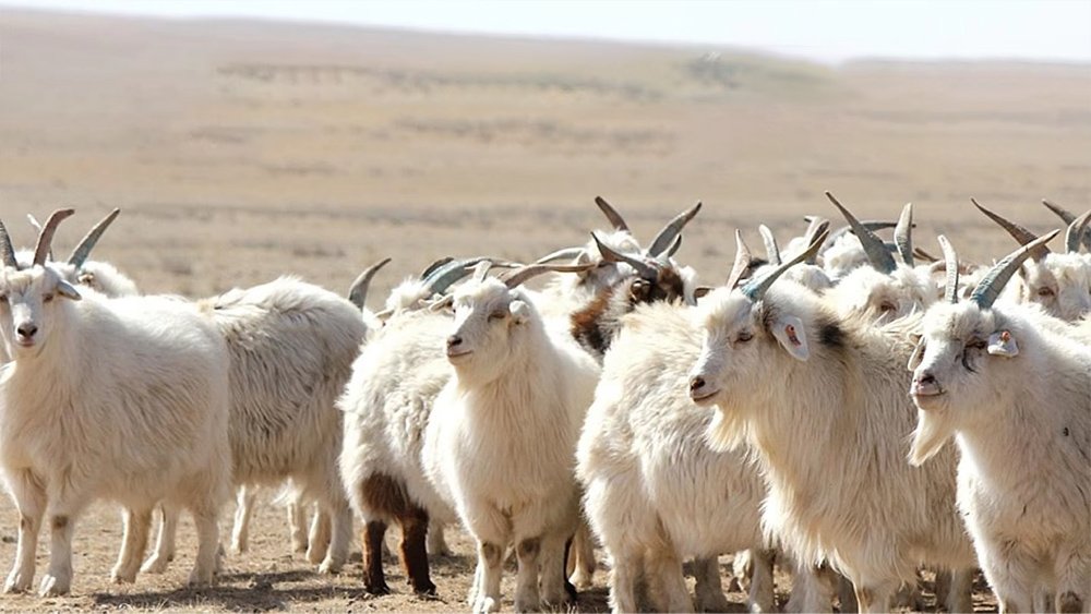 Jingshang Cashmere Sweater Manufacturer Inner Mongolia High-Quality Cashmere