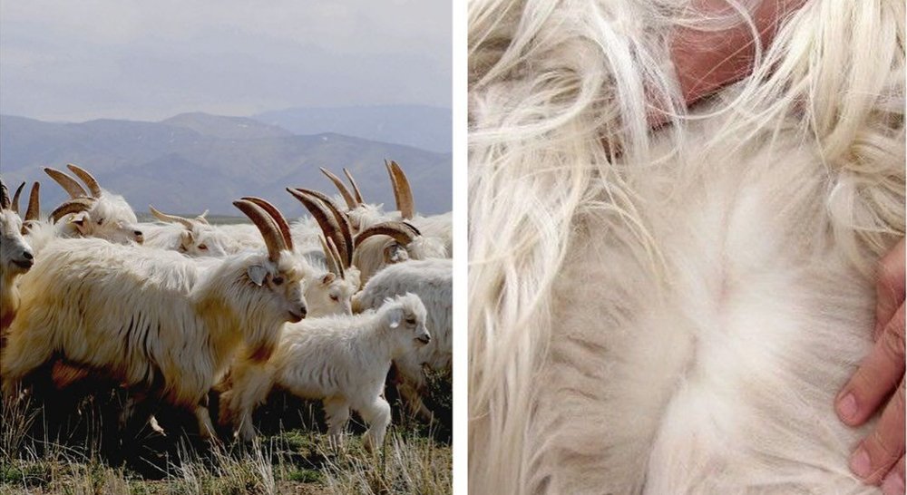 Jingshang, proveedor de suéteres de cachemir a medida con fibras premium de Mongolia Interior.